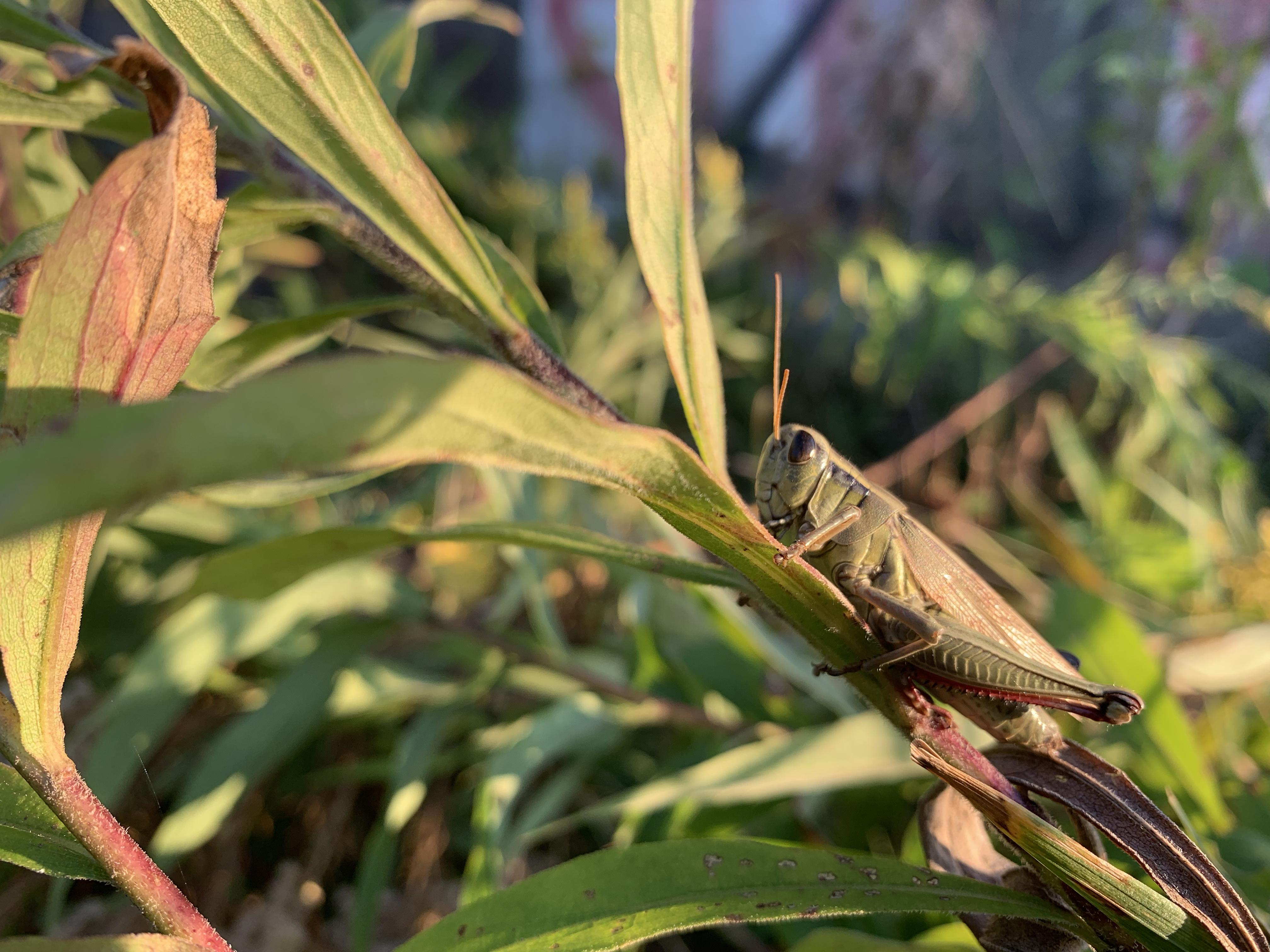 Grasshopper